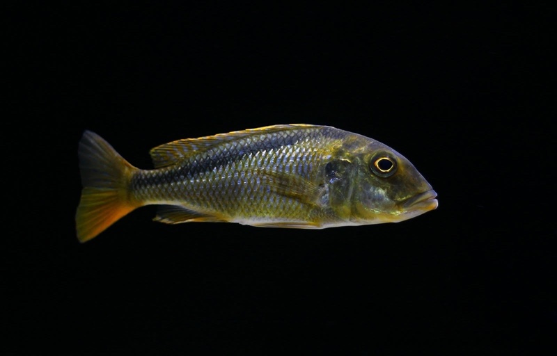 Buccochromis nototaenia
